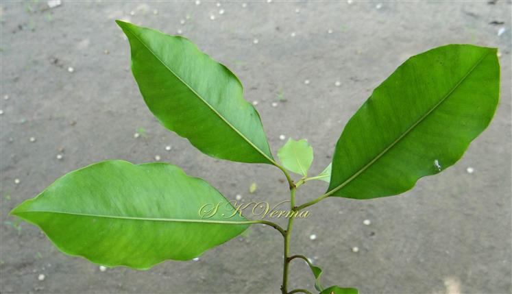 Leaves